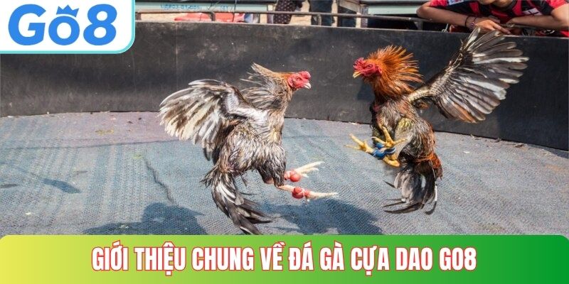 Giới thiệu chung về đá gà cựa dao GO8